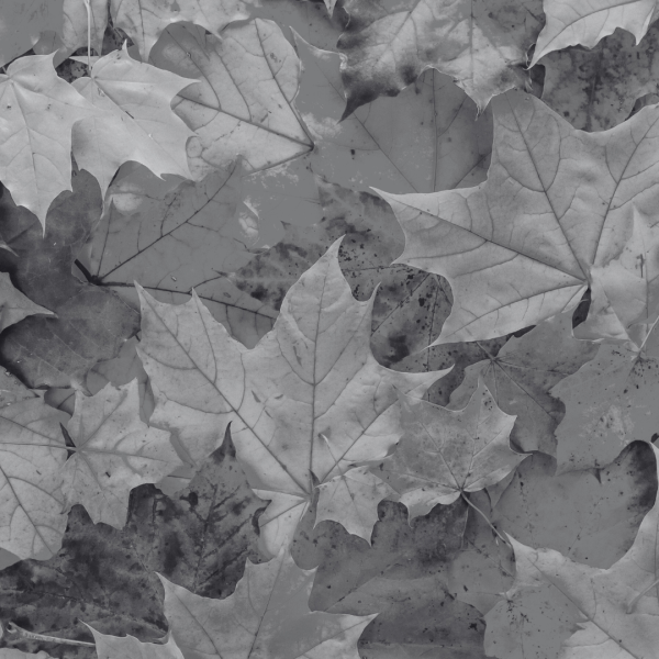 Pourquoi l’Automne est la Meilleure Saison pour une Chirurgie Esthétique ?